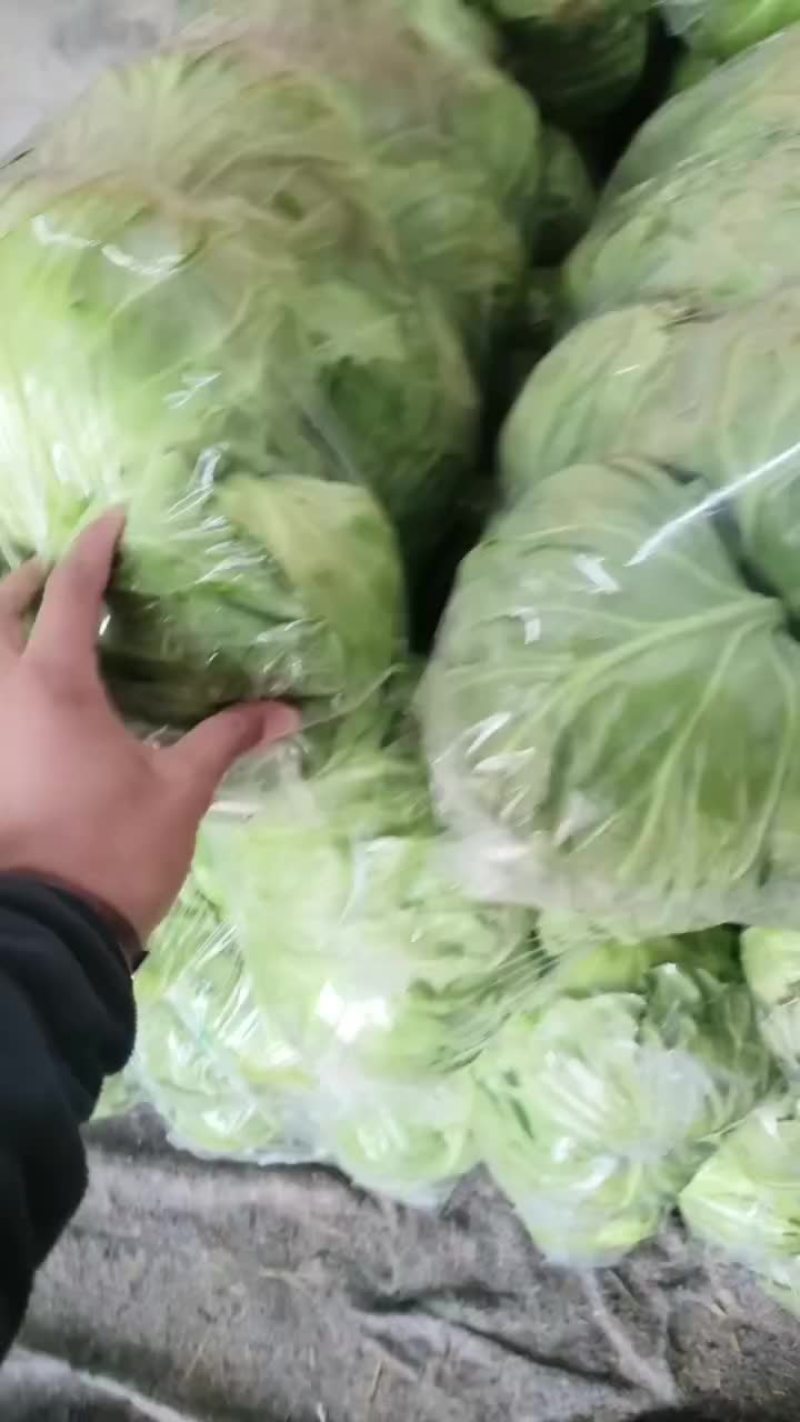 甘蓝