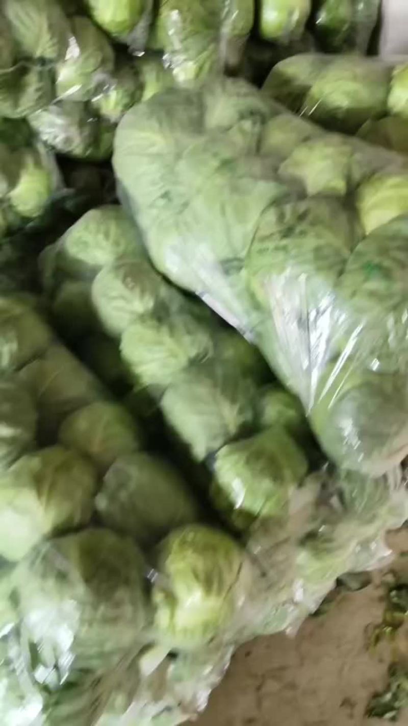 甘蓝