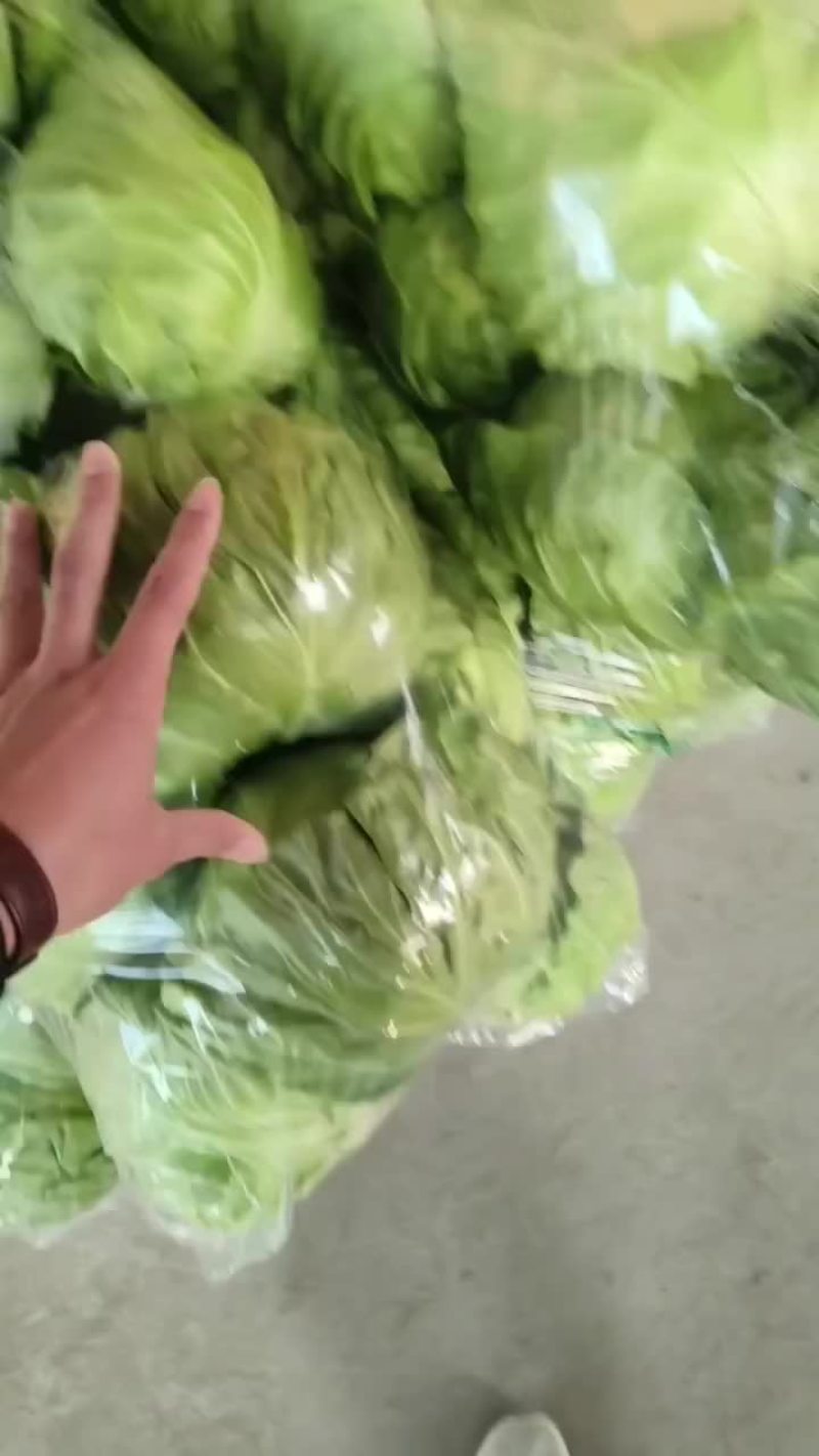 甘蓝