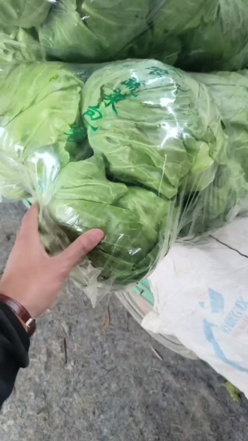 甘蓝