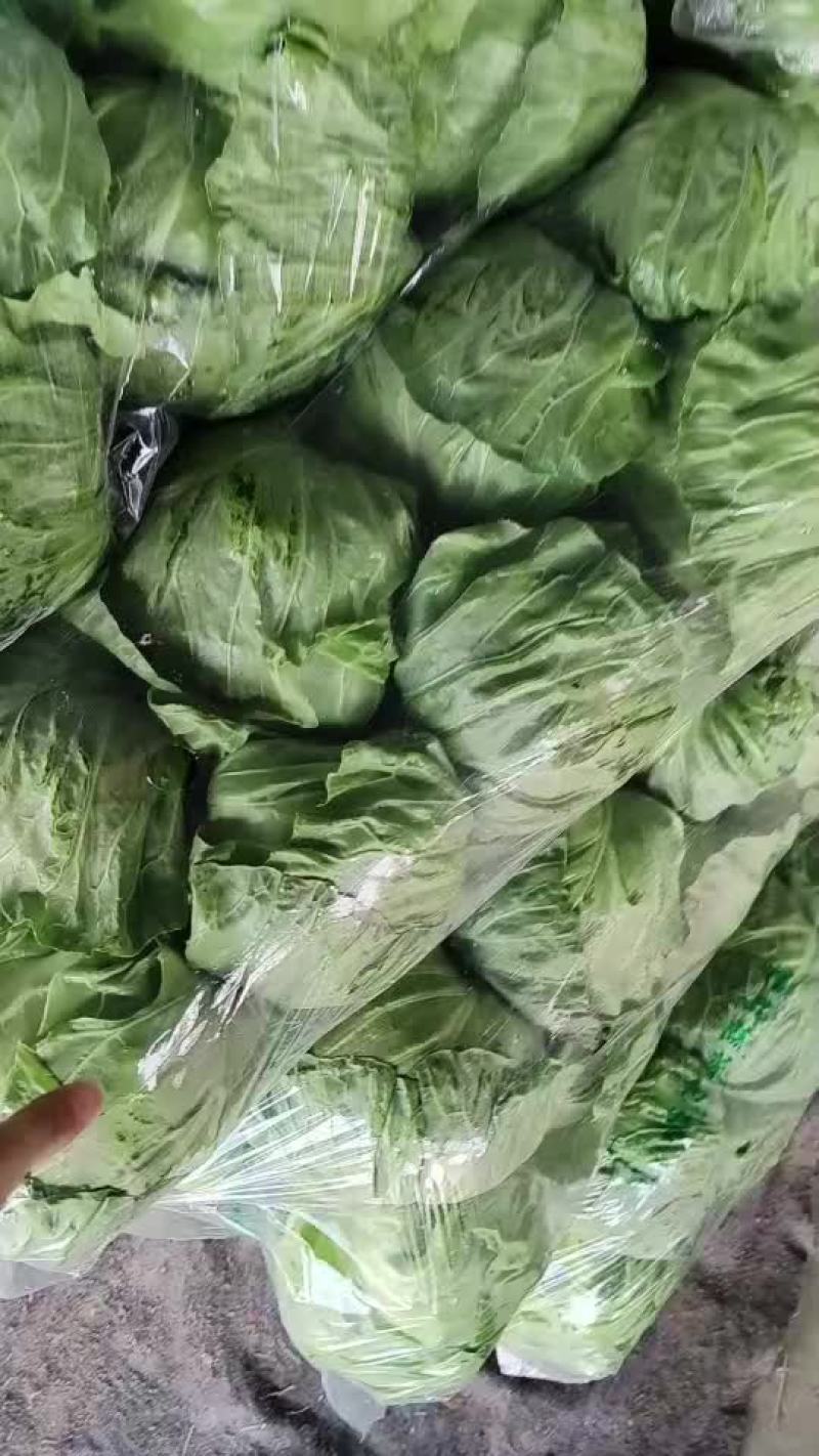 甘蓝