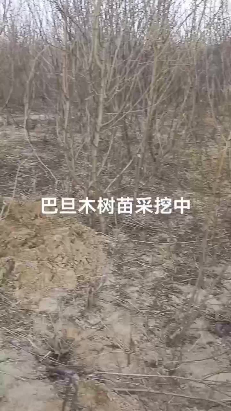 巴旦木树苗