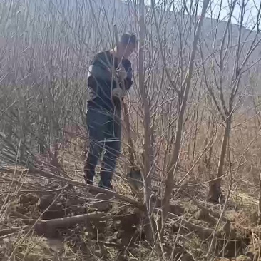 巴旦木树苗