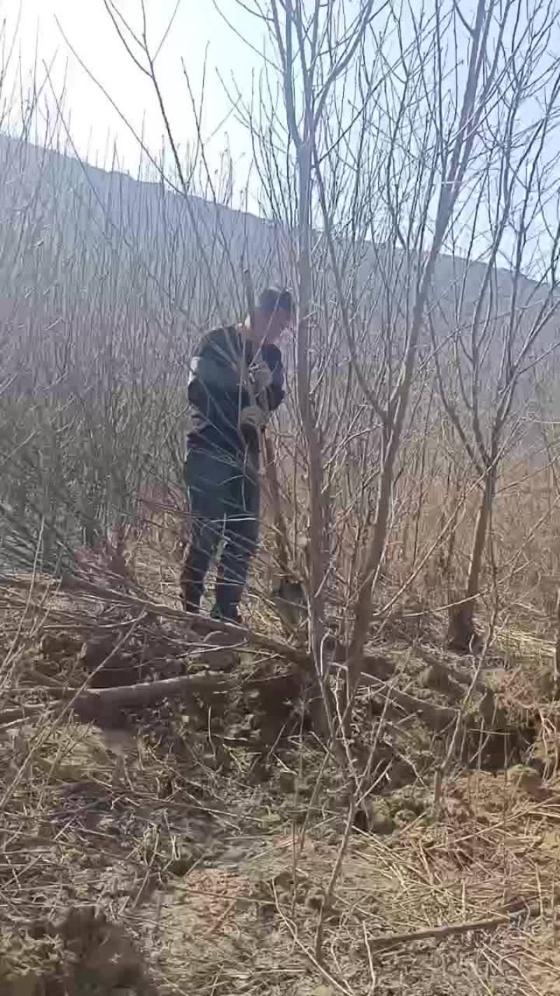 巴旦木树苗
