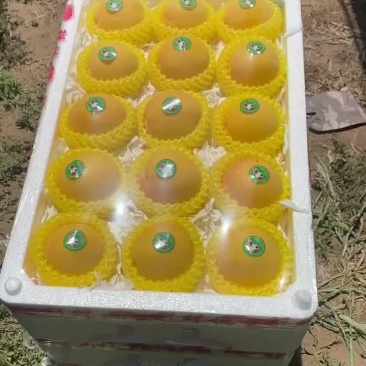 黄金蜜水蜜桃大量上市，需要的联系我