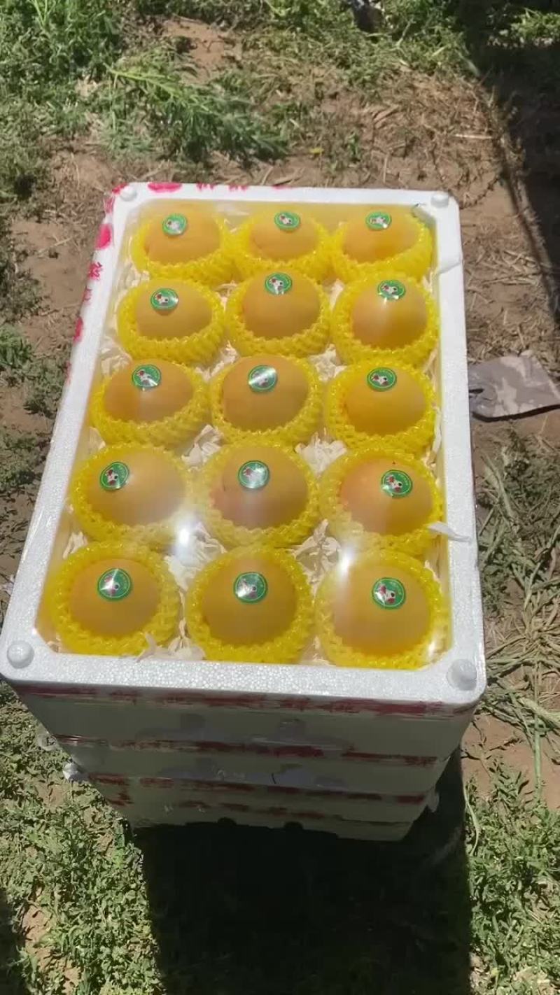黄金蜜水蜜桃大量上市，需要的联系我