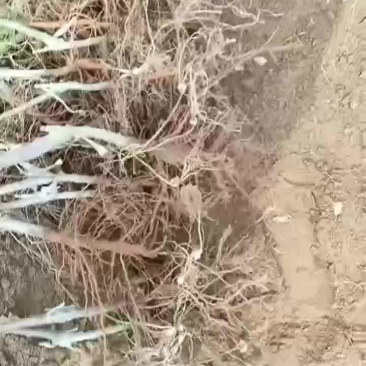 苹果苗大量供货中。需要的老板可通过一亩田与我联系。