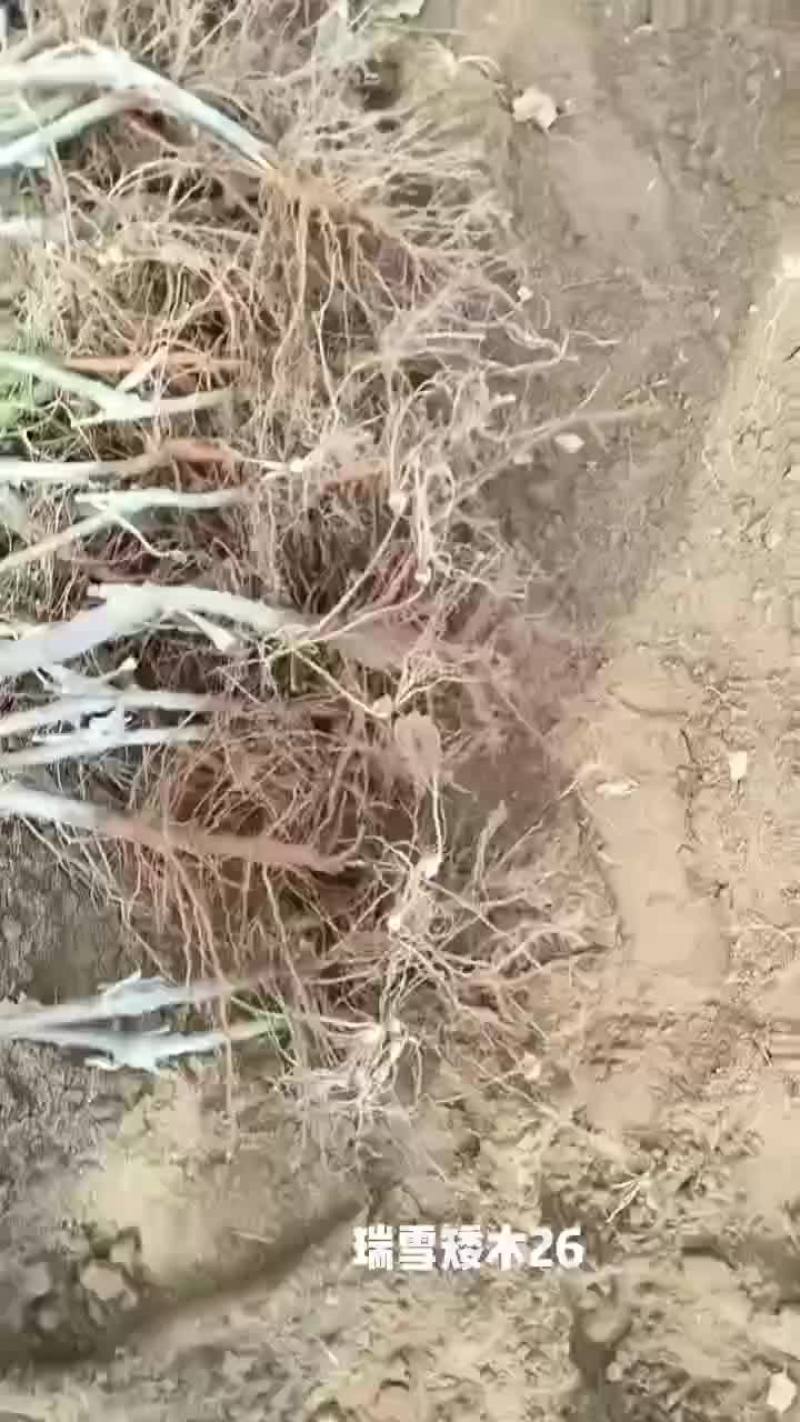 苹果苗大量供货中。需要的老板可通过一亩田与我联系。