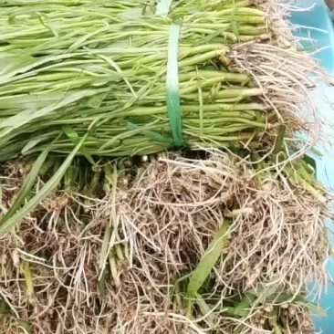 空心菜种苗1.5元/斤上车
