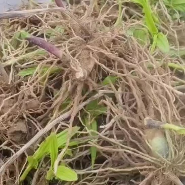 收购白芨鲜货