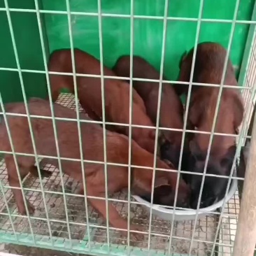 马犬爆红马犬