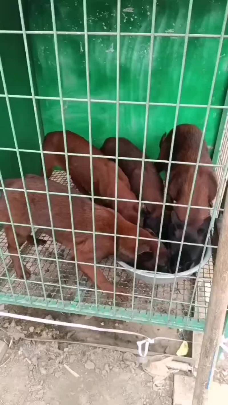 马犬爆红马犬