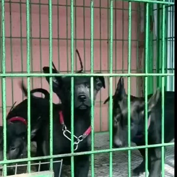 黑狼犬全身乌黑镇宅辟邪看家护院