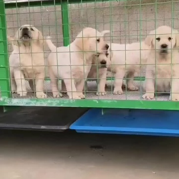 黑白拉布拉多犬大小都有公母都有做完疫苗驱虫的