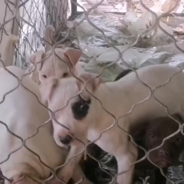 杜高犬野猪的克星