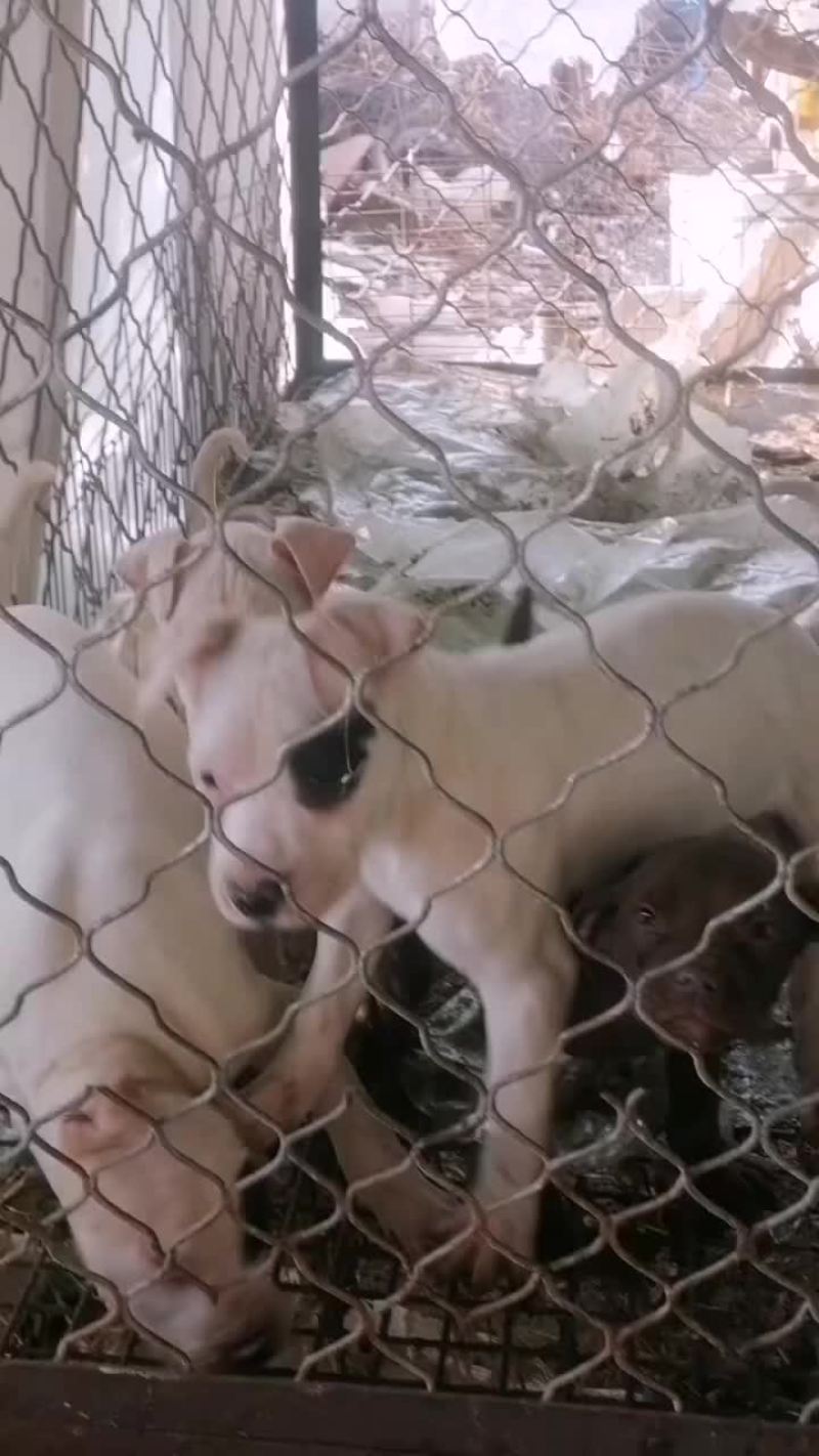 杜高犬野猪的克星