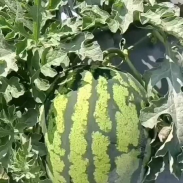 甜王西双版纳