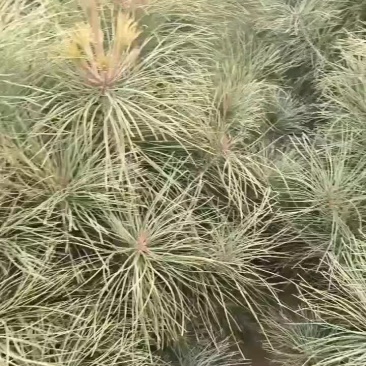油松一米起步