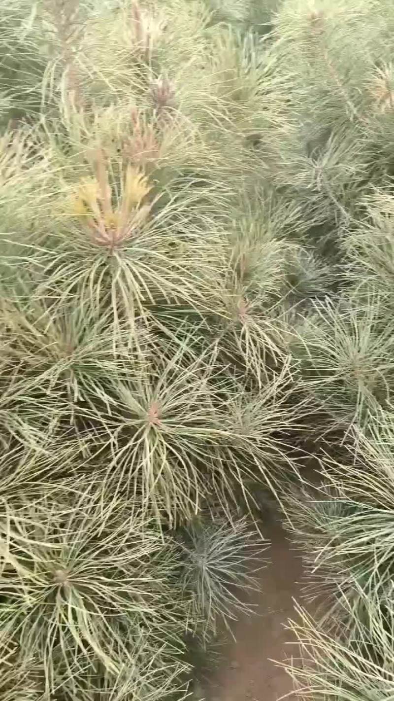 油松一米起步