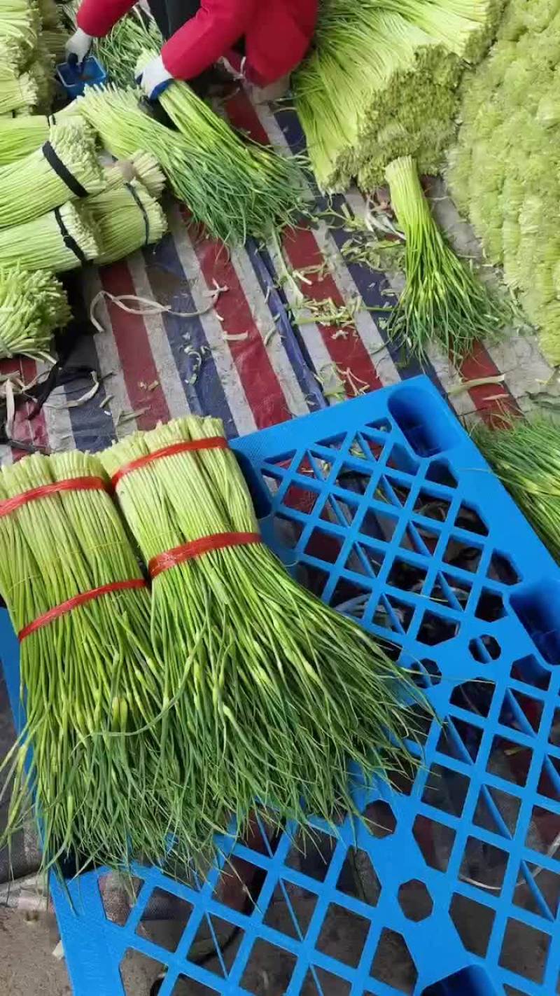 精品蒜苔