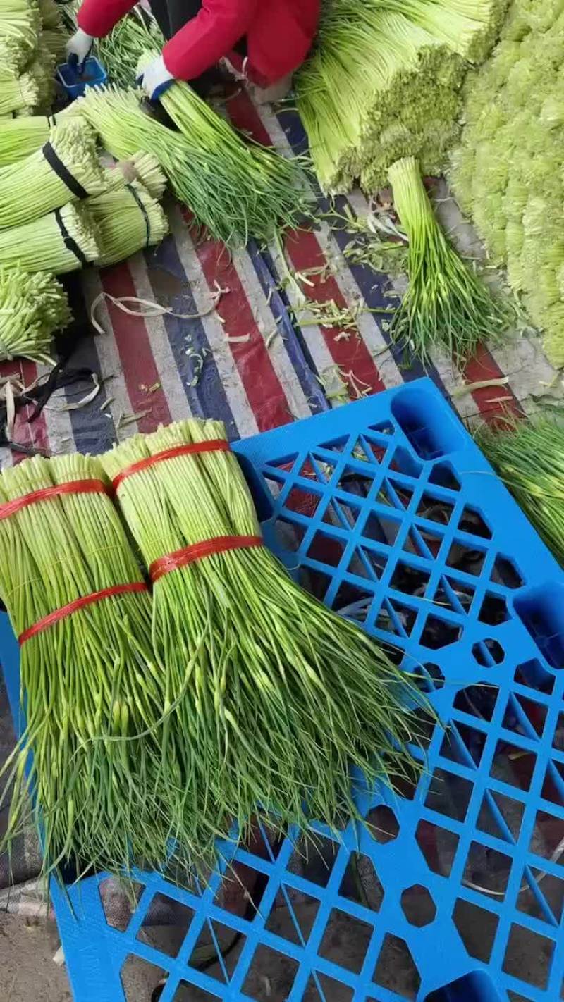 精品蒜苔