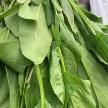 新鲜小叶菠菜，营养丰富，口感鲜美，健康生活从这里开始！