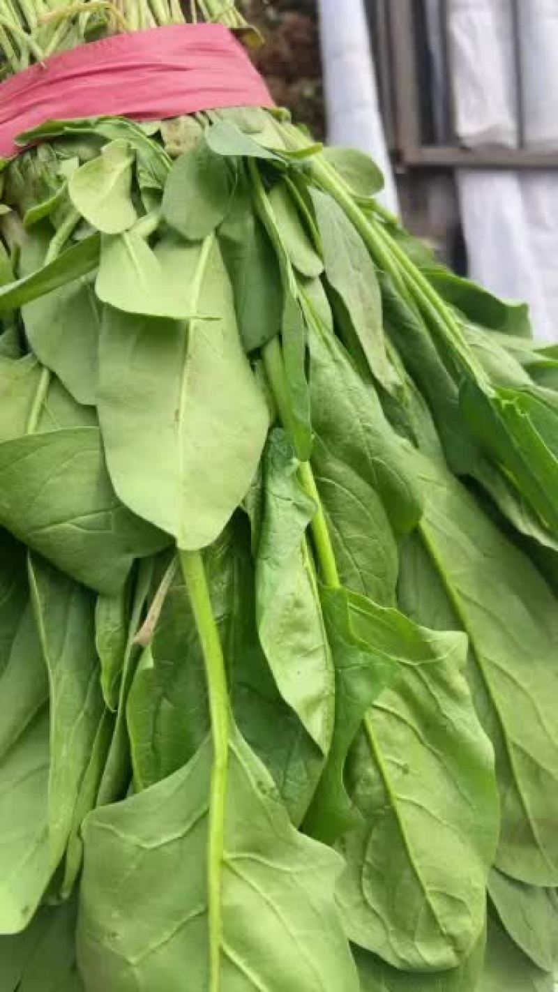 新鲜小叶菠菜，营养丰富，口感鲜美，健康生活从这里开始！