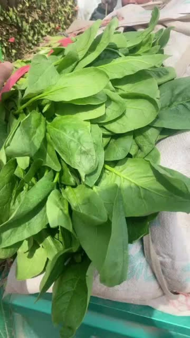 新鲜小叶菠菜，营养丰富，口感鲜美，健康生活从这里开始！