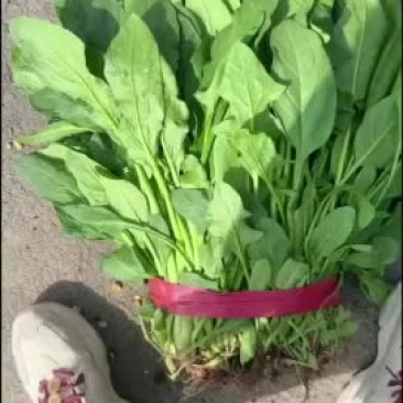 【邯郸永年直供】新鲜小叶菠菜，营养丰富，口感鲜美，欢迎