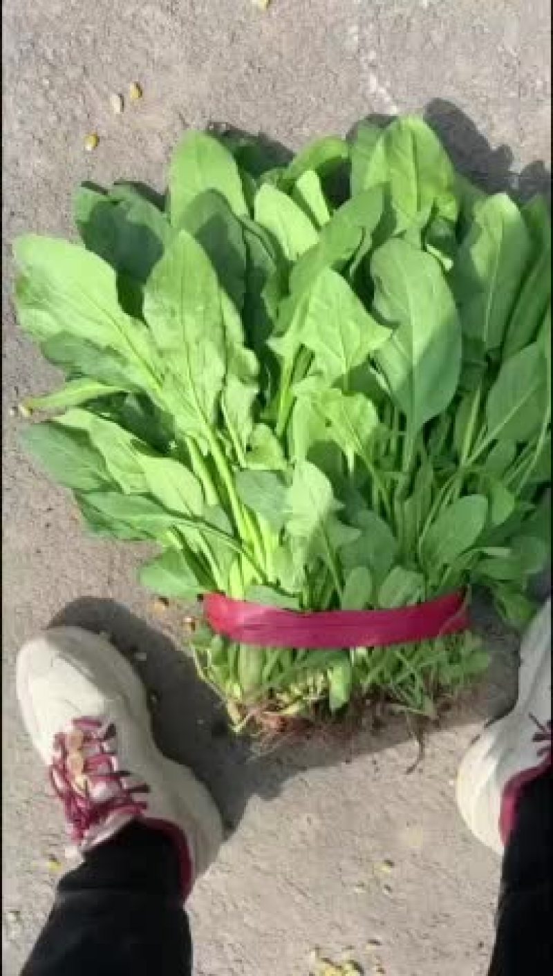 【邯郸永年直供】新鲜小叶菠菜，营养丰富，口感鲜美，欢迎
