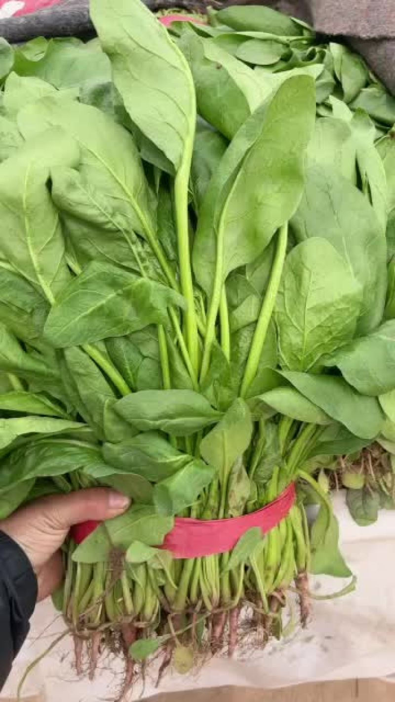 【邯郸永年直供】新鲜小叶菠菜，营养丰富，口感鲜美，欢迎