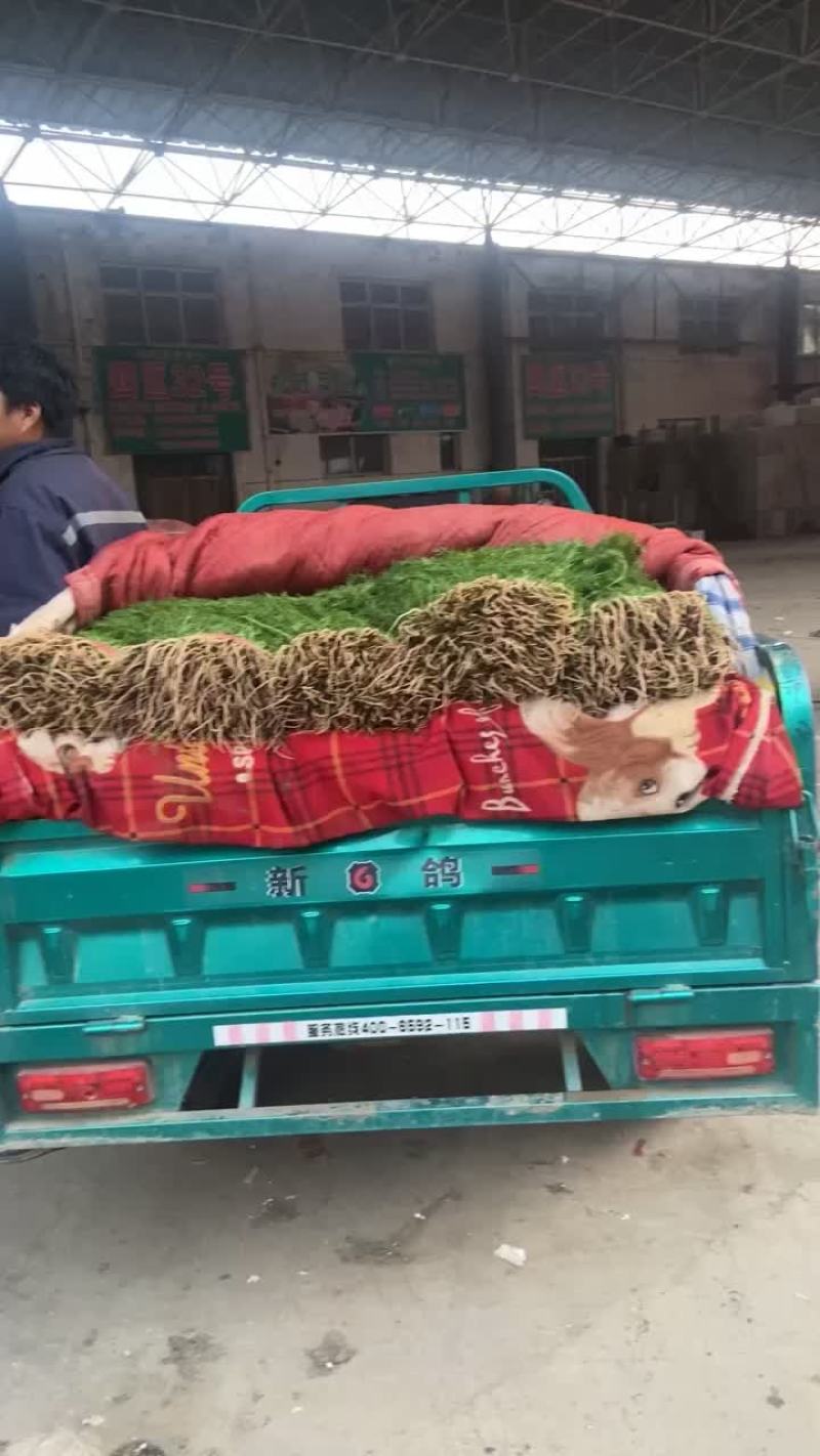 小叶菠菜