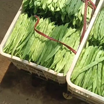 精品芸豆