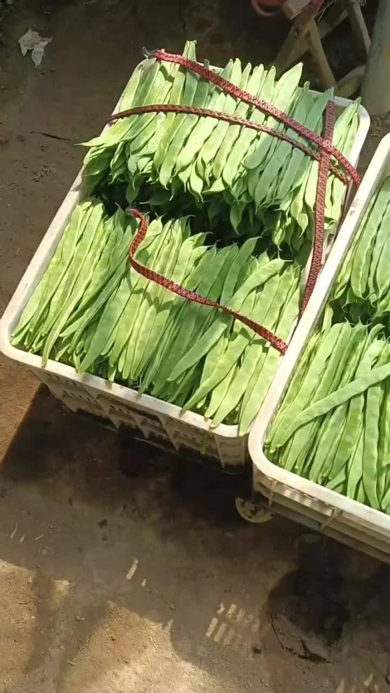 精品芸豆