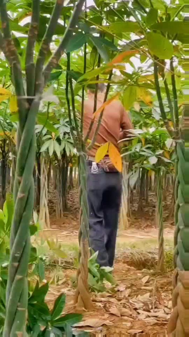 新鲜发财树，助您财运亨通！