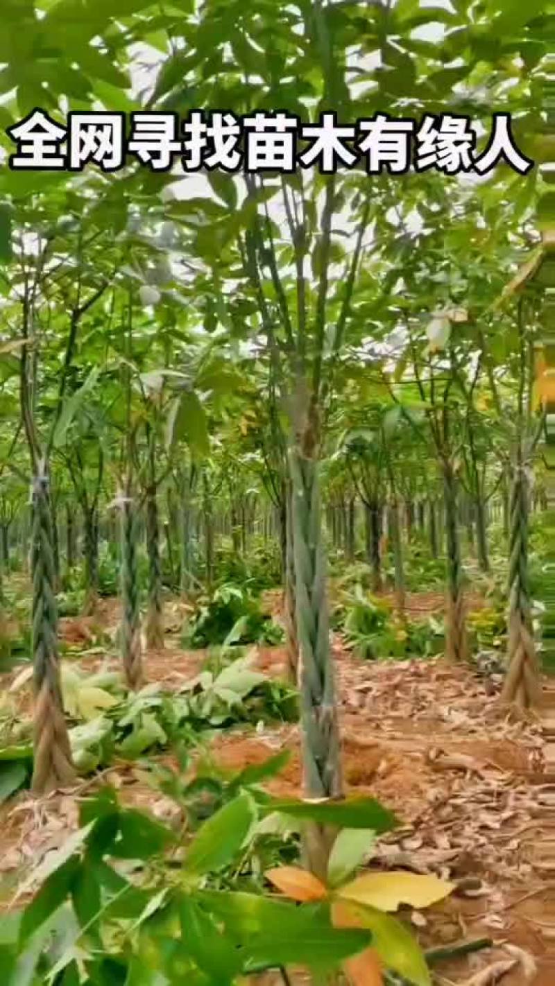 新鲜发财树，助您财运亨通！