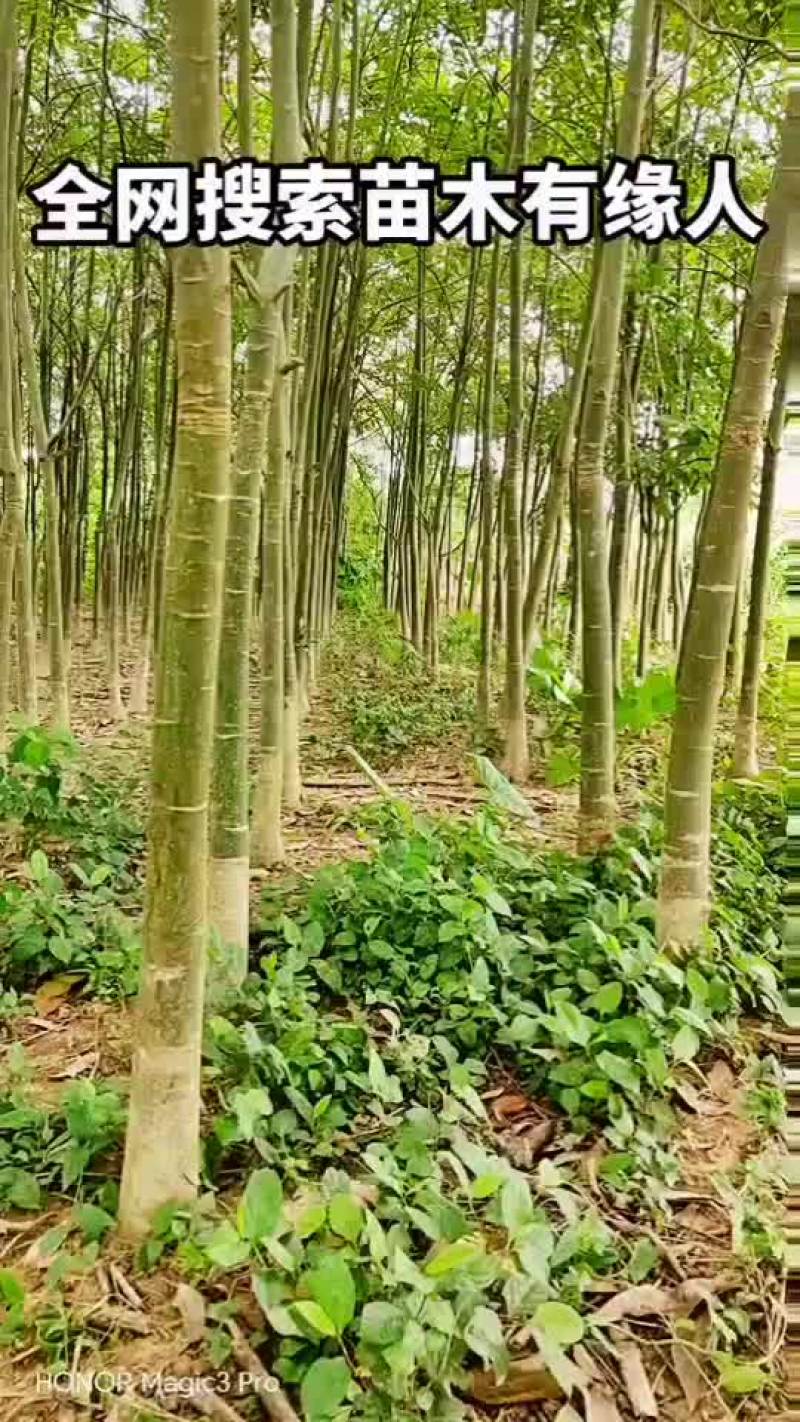 新鲜发财树，助您财运亨通！