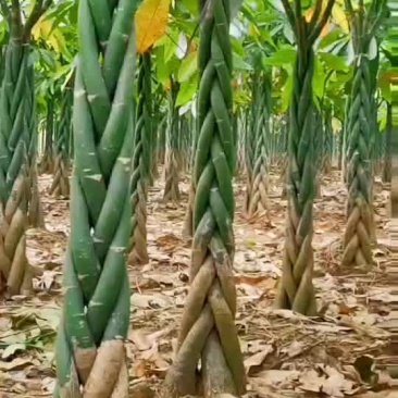 新鲜发财树，助您财运亨通！