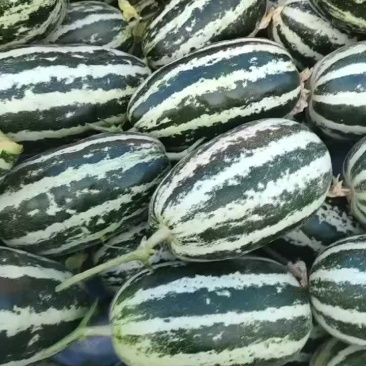 博洋甜瓜