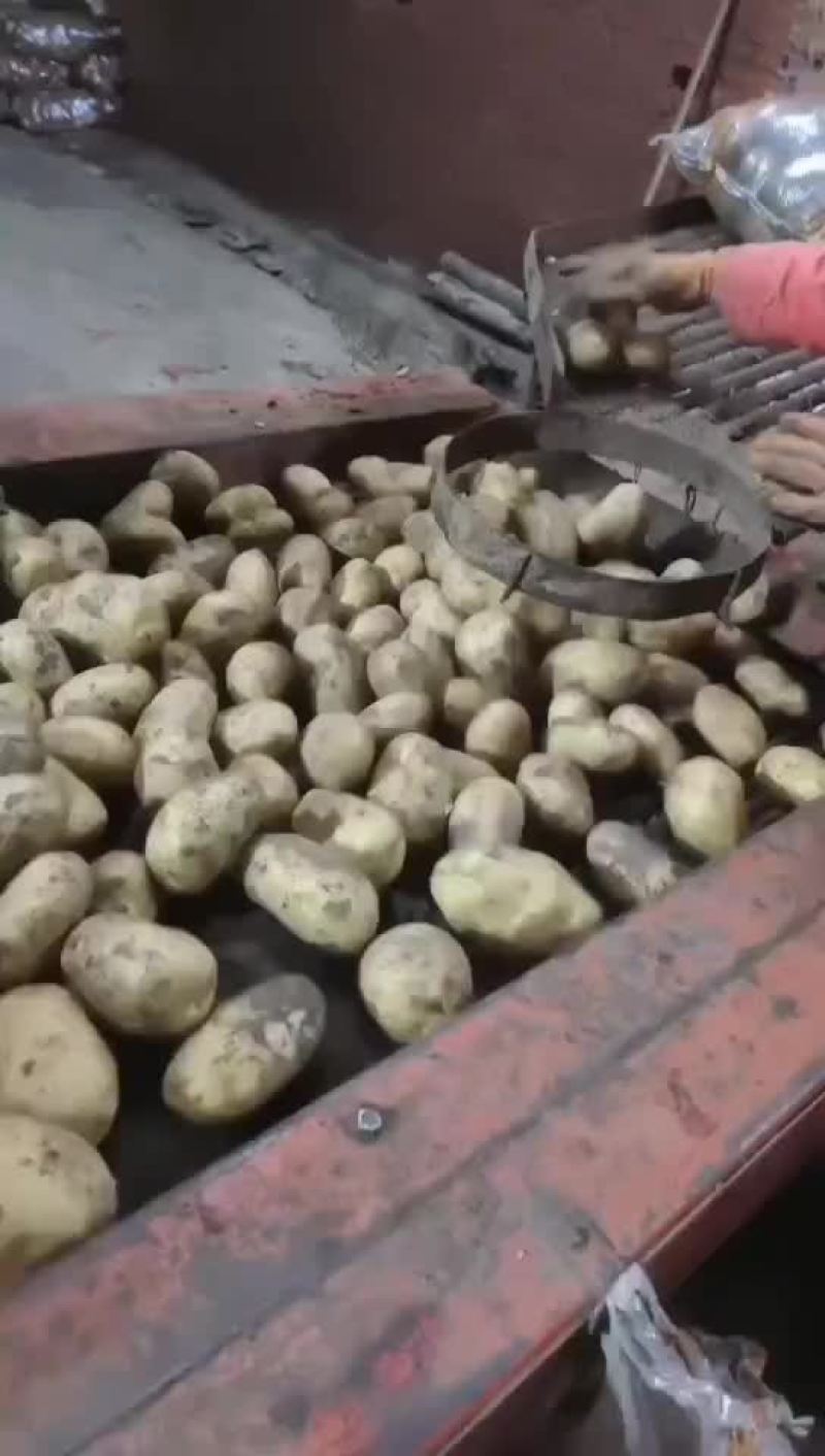 万亩土豆大量库存精品黄金薯，沃土，EV商品薯价格美丽