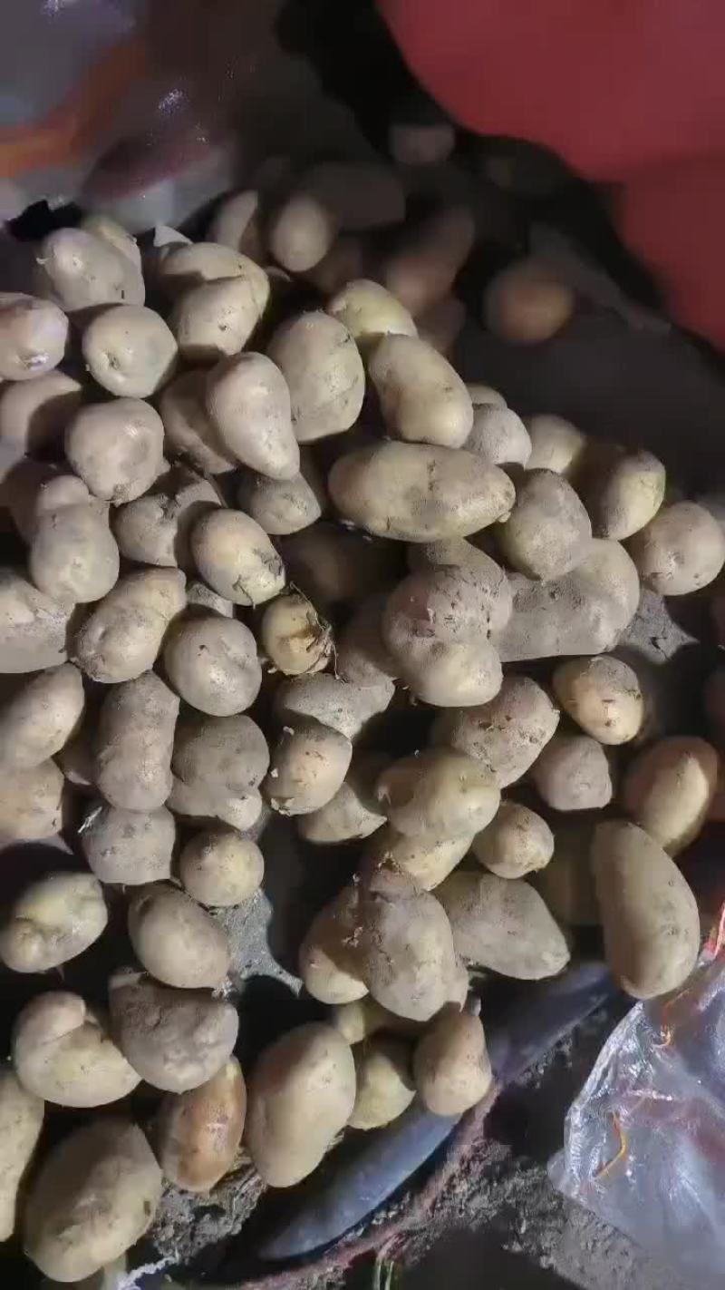 万亩土豆大量库存精品黄金薯，沃土，EV商品薯价格美丽