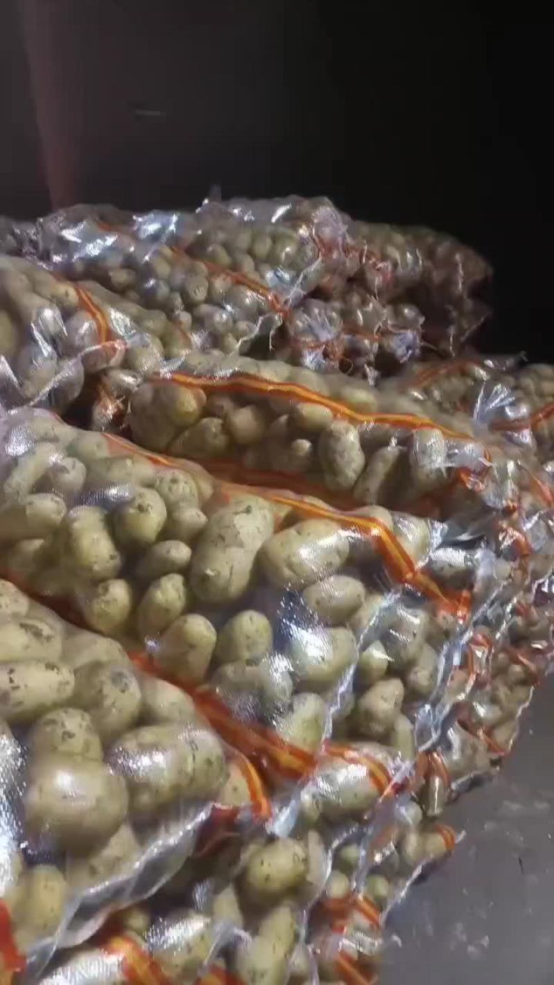 万亩土豆大量库存精品黄金薯，沃土，EV商品薯价格美丽