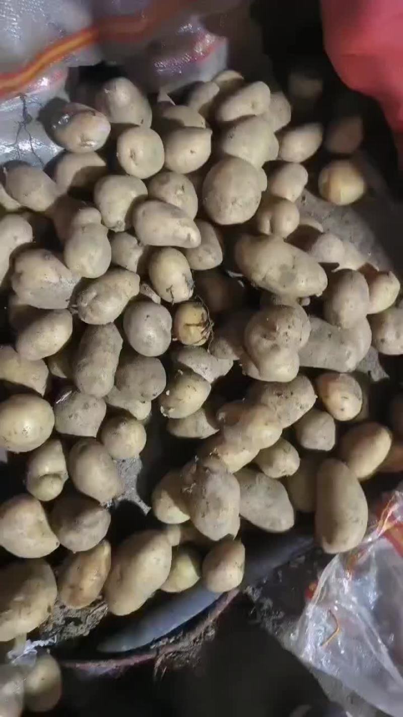 万亩土豆大量库存精品黄金薯，沃土，EV商品薯价格美丽