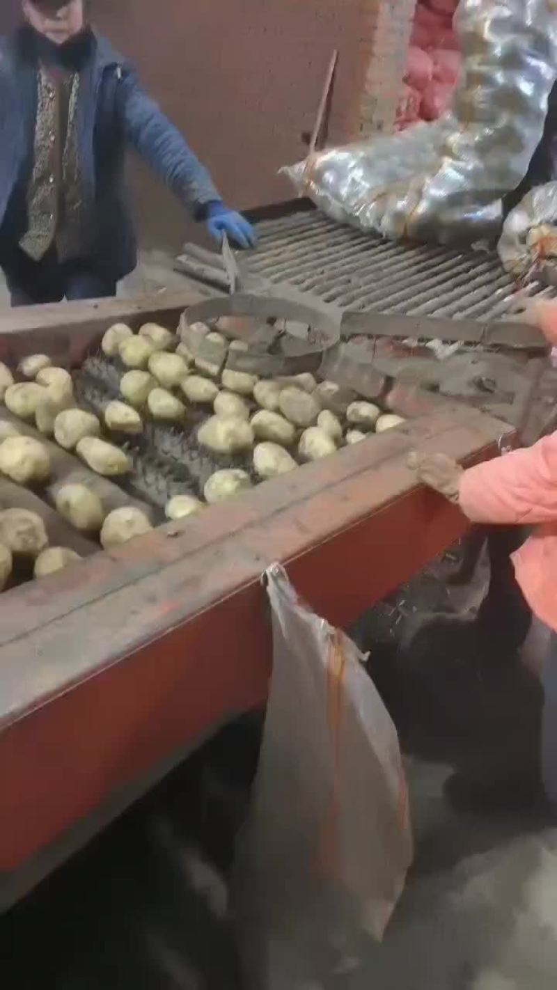 万亩土豆大量库存精品黄金薯，沃土，EV商品薯价格美丽