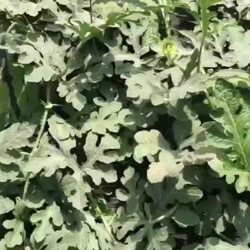 甜王，美都西瓜嫁接苗货源充足保质保量欢迎来电