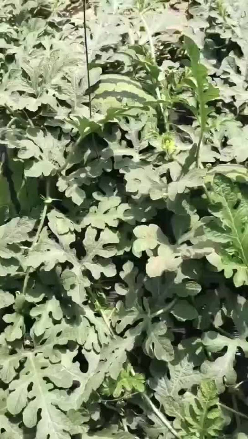 甜王，美都西瓜嫁接苗货源充足保质保量欢迎来电