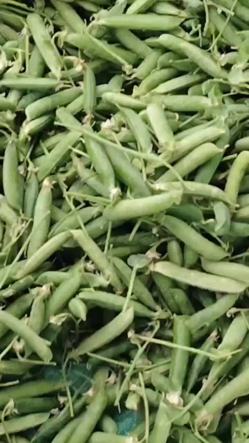 云南西双版纳景洪市白玉豆 4.50元/公斤豆角