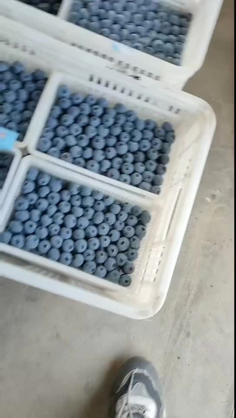 L25优瑞卡云雀F6都有货