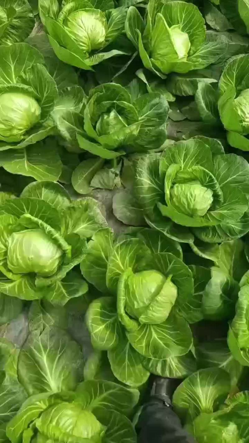 大棚甘蓝