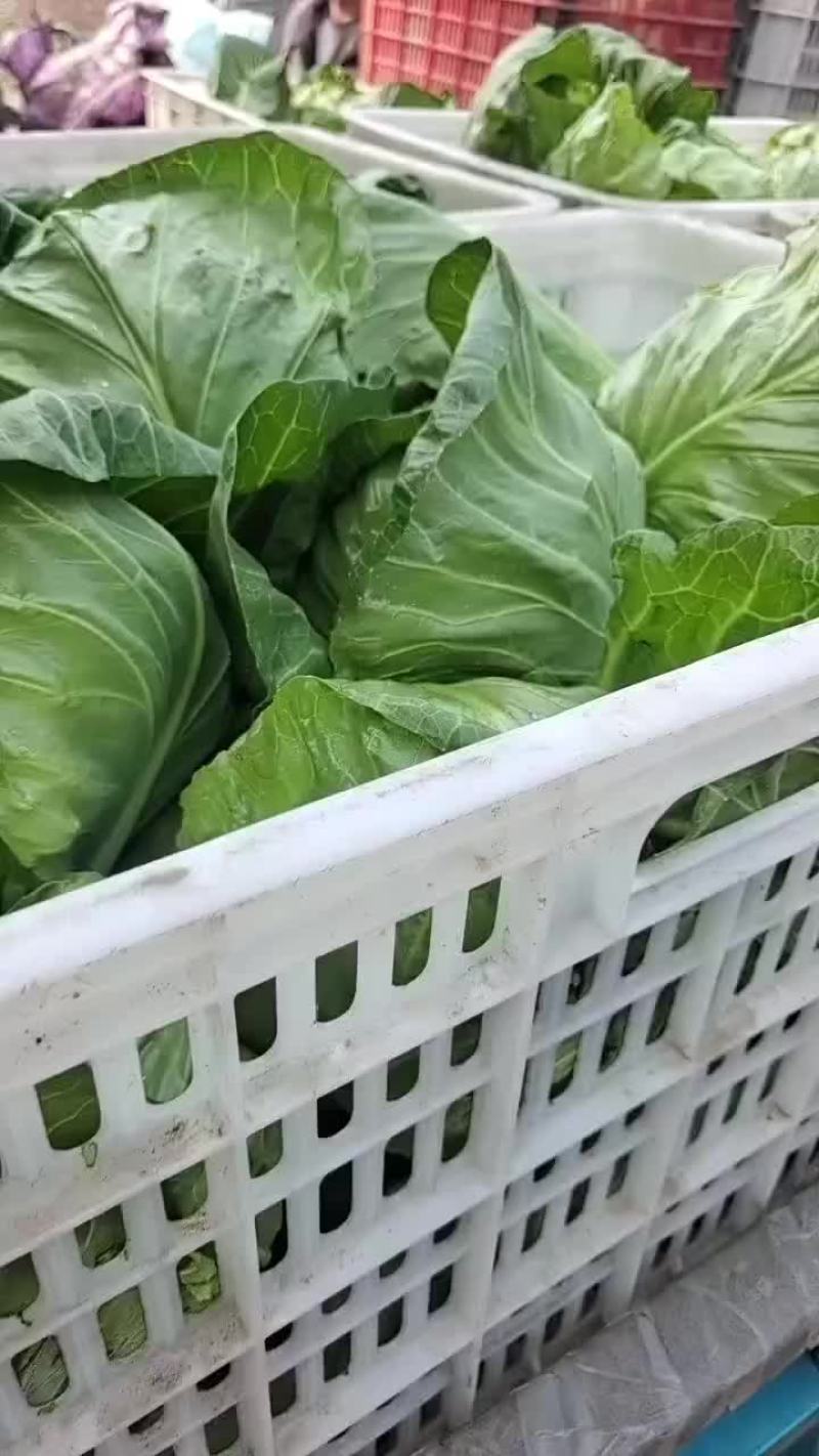 大棚甘蓝